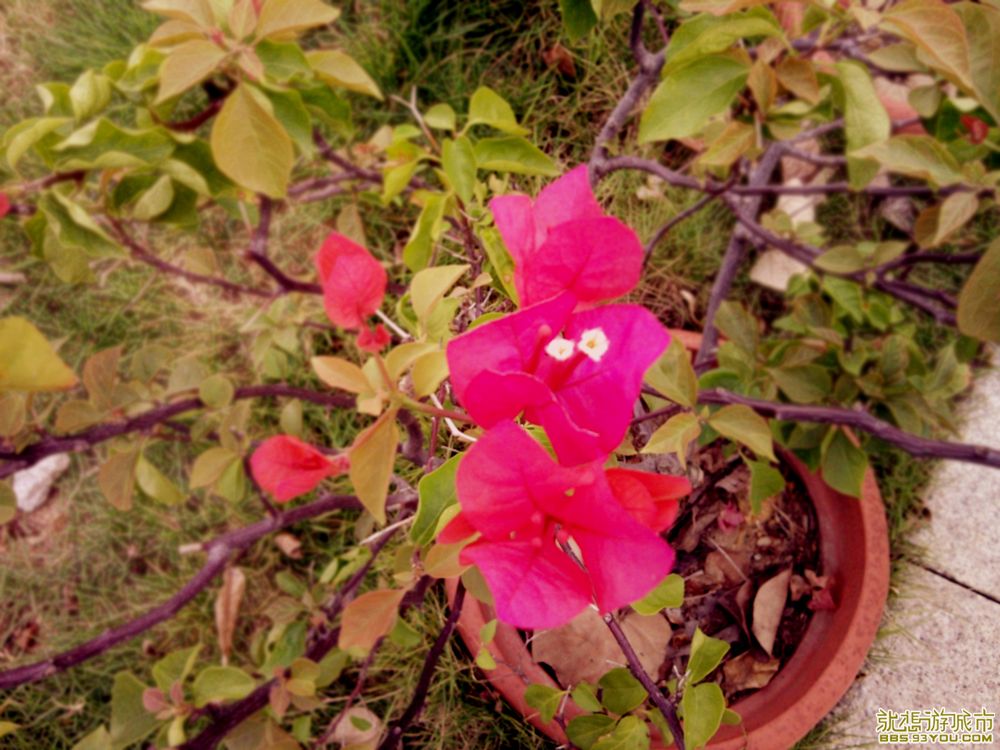 DSC06105.jpg