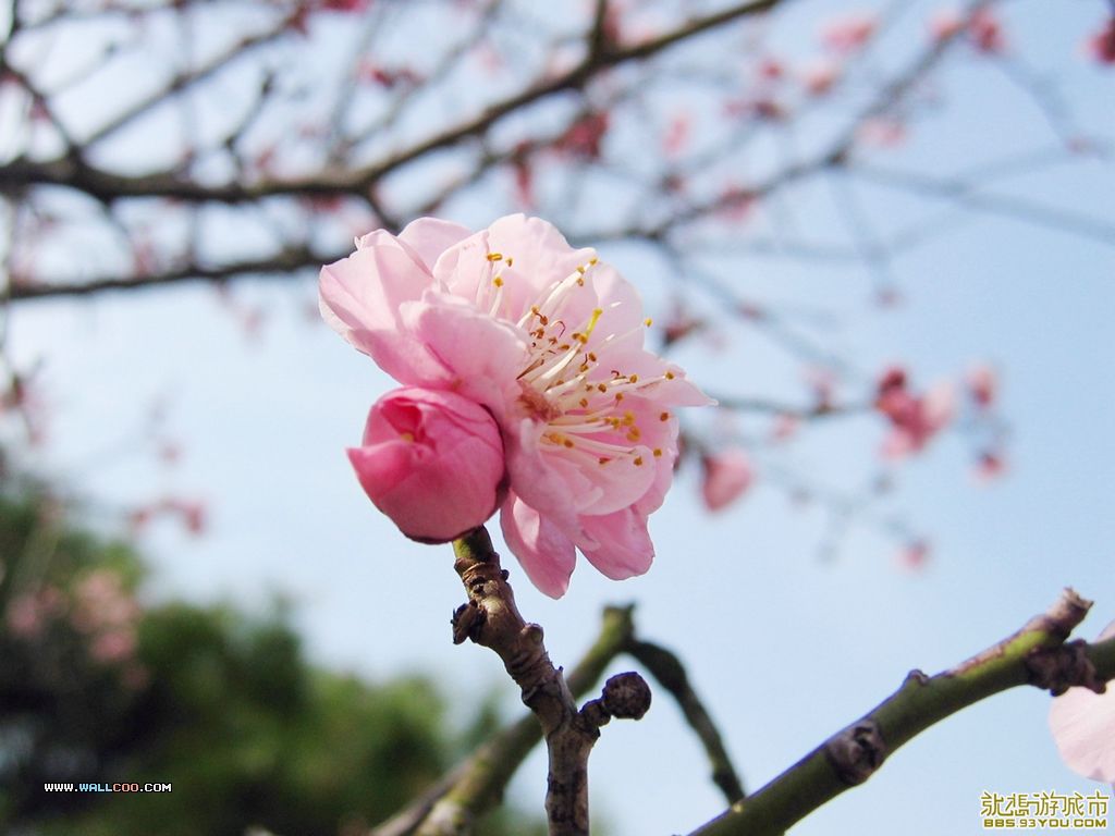 20110424053332477.jpg