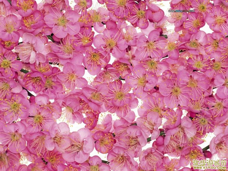 nature_spring_58341_m.jpg