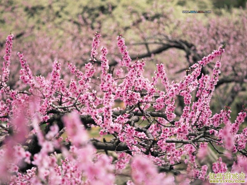 nature_spring_58357_m.jpg