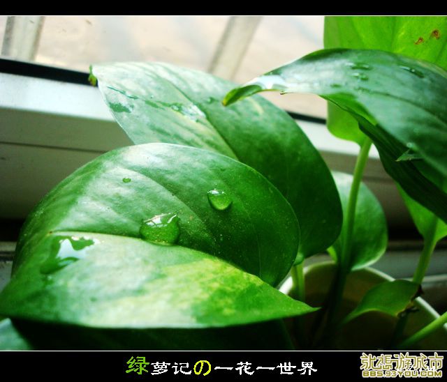 DSC02847.jpg