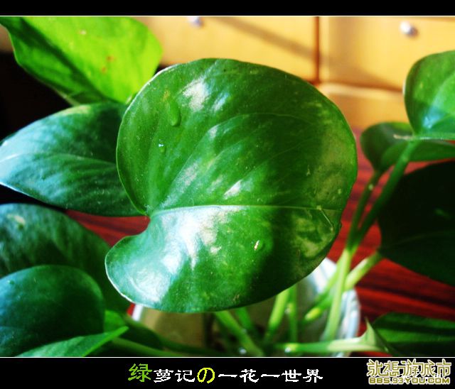DSC02839.JPG