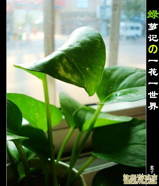DSC02842.jpg