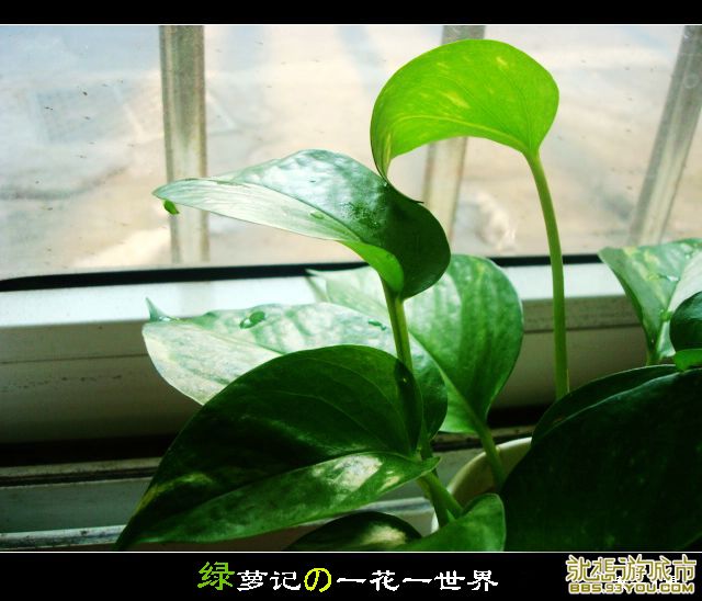 DSC02844.jpg