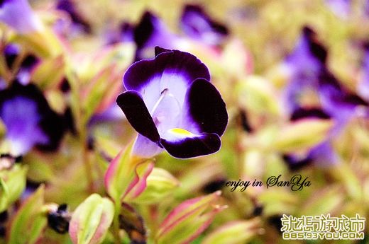 DSC_7051_Ӱ_1.jpg