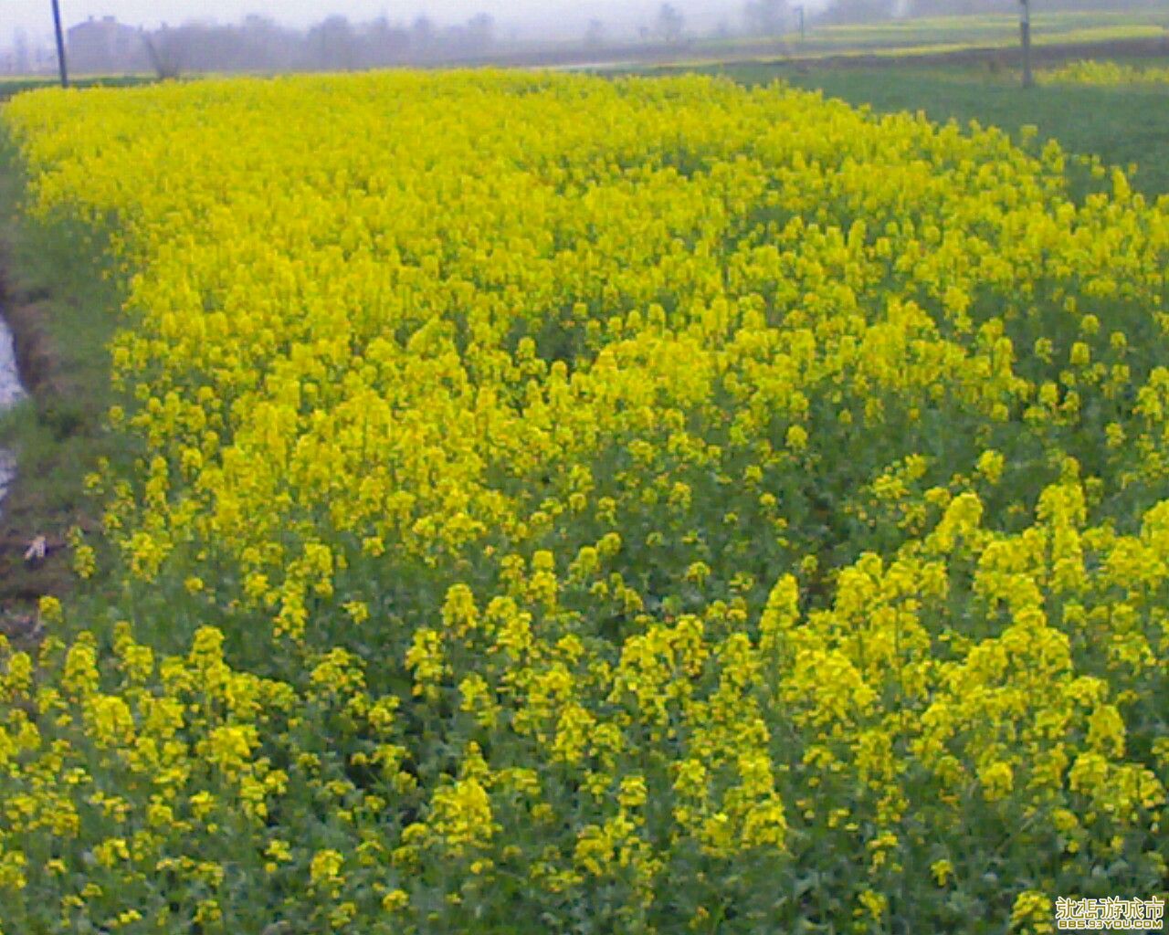 Ƭ_032010_001.jpg