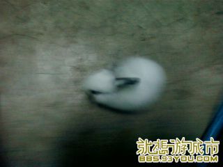 Ƭ-0473.jpg