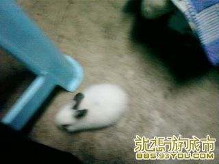 Ƭ-0474.jpg