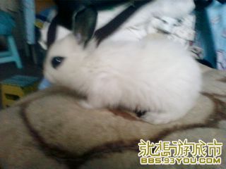 Ƭ-0398.jpg