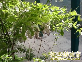 Ƭ-0388.jpg
