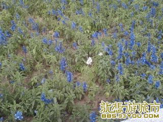 Ƭ-0501.jpg