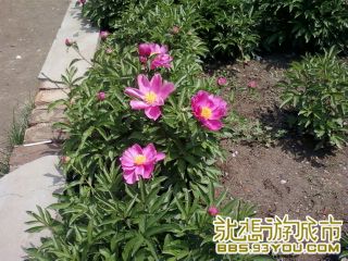 Ƭ-0479.jpg