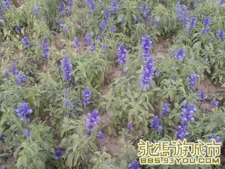 Ƭ-0500.jpg