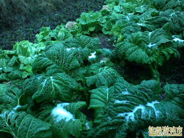 DSC00297.JPG