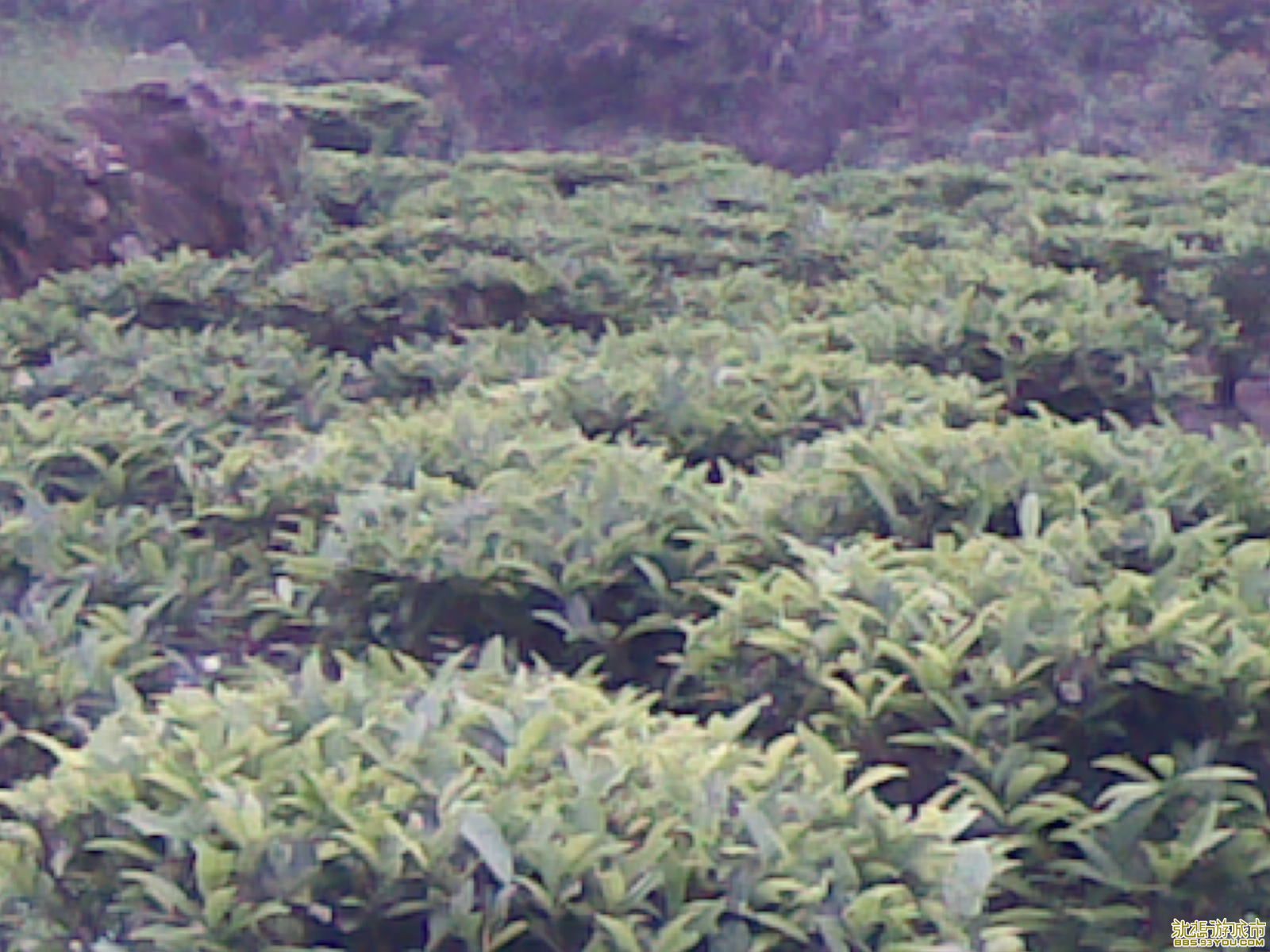 20090412(008).jpg