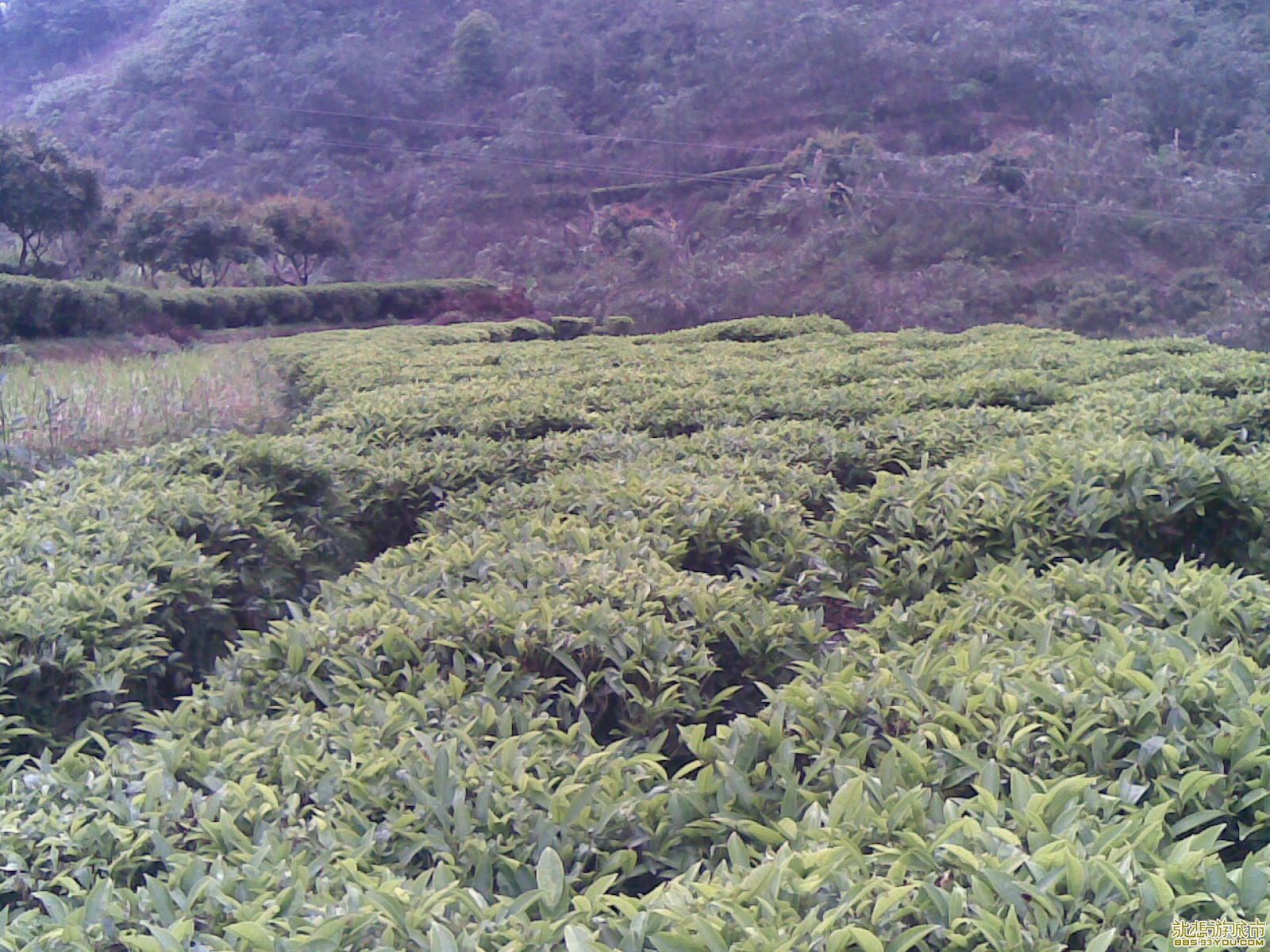 20090412(009).jpg