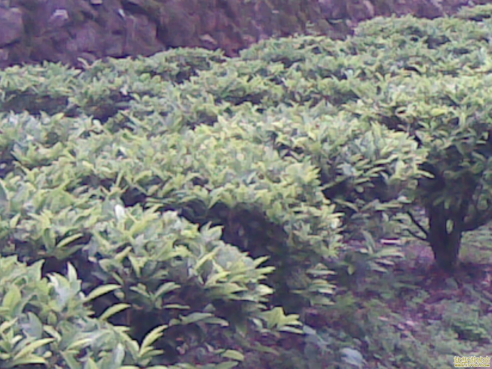 20090412(005).jpg