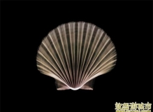 ĺ