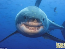 Ҳ΢Ц