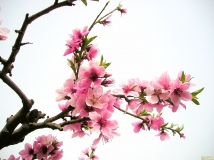 ڴȥһ