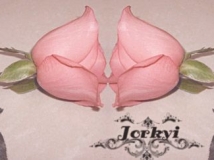 The PINK Rose