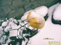 ѩ