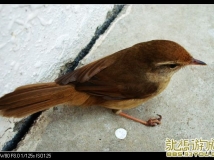 ˵Bird