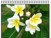 ۼ