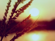  ڵ,Ҹ