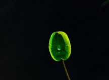 õԼ